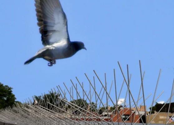 Bird Spike Installation Nagpur