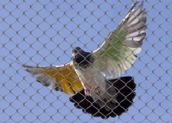 Bird Netting Service in Nagpur