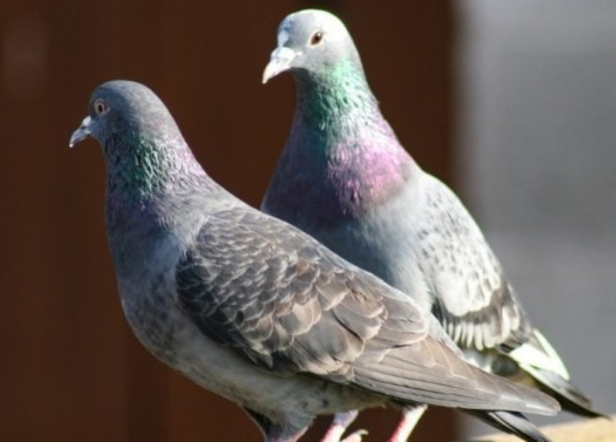 Pigeon Net Installation in Nagpur